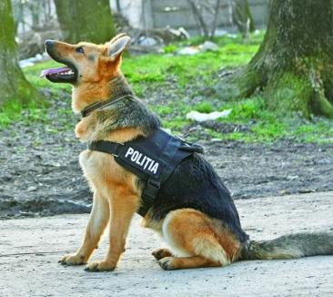 Un tâlhar din Salonta a fost prins de câinele poliţiştilor, după ce şi-a uitat telefoanele în casa victimei